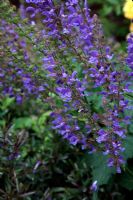 Salvia transsylvanica 'Blue Spire'