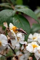 Leptura livida - Longhorn Beetle, feeding on the pollen of Rosa 'Rambling Rector'
