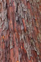 Arbuts unedo - closeup of tree bark