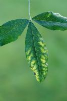 Virus like symptoms in Laburnum leaf
