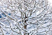 Snow on branches of Corylus avellana x colurna. Veddw House Garden, December. 