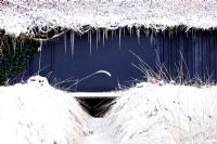 Snow covered bed of Leymus arenarius - Lyme Grass. Icicles on roof edge. Veddw House Garden, December. 