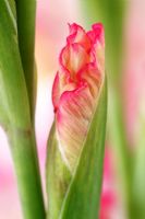 Gladiolus 'Priscilla' - Sword Lily, September
