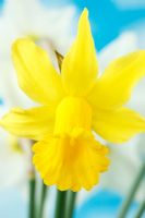 Narcissus 'Tweety Bird'  - Daffodil  Div 6, Cyclamineus, March