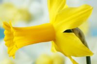 Narcissus 'Tweety Bird' - Daffodil Div 6, Cyclamineus, March
