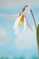 Erythronium dens-canis var. niveum  - Dogs Tooth Violet, Trout lily, March