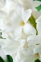 Hyacinthus orientalis 'Carnegie' - Hyacinth, March