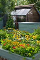 Vegetable garden with shed and painted, raised beds with Tropaeolum - Nasturtium, Tagetes - Marigolds and Helianthus - Sunflowers