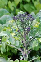 Brassica oleracea var. italica - Purple Sprouting Broccoli
