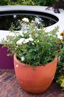 White Rose in terracotta container - Heart Healthy Garden, sponsored by Flora pro.activ - BBC Gardeners' World Live 2011