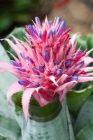 Aechmea fasciata syn. Bilbergia fasciata - Pink Bromeliad 