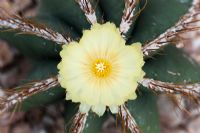 Astrophytum Ornatum - Star cactus flower