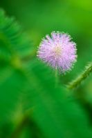 Mimosa pudica - The Sensitive Plant 