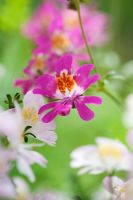 Schizanthus x wisetonensis - Poor Mans Orchid, Butterfly Flower