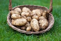Potato 'Sharpes Express' in a wicker basket