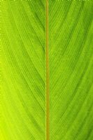 Thalia geniculata - Fire-flag, Arrowroot leaf pattern