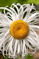 Leucanthemum x superbum 'Phyllis Smith' - Shasta Daisy, July