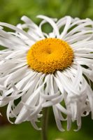 Leucanthemum x superbum 'Phyllis Smith' - Shasta Daisy, July
