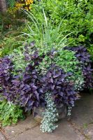 Container with Astelia chathamica, Euphorbia 'Diamond Frost', Ipomoea batatas 'Sweetheart Purple', Dicondra 'Silver Falls' - Derry Watkins Garden at Special Plants, Bath, UK