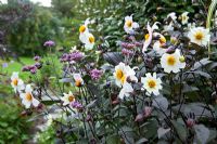 Dahlia 'Twynings After Eight' with Verbena bonariensis - Derry Watkins Garden at Special Plants, Bath, UK
