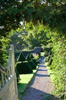 Yew topiary pyramids in Gillian Archer's garden, Perrycroft, Worcs.