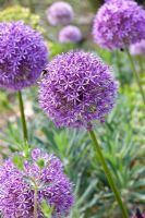 Allium 'Round and Purple'