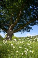 Ox-Eye Daisy Leucanthemum vulgare growing beneath Oak Tree at RHS Garden Rosemoor, Devon