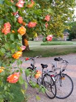 Bicycles beneath rose bush