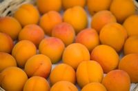 Apricot 'Flavourcot'