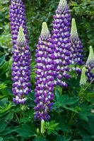 Lupinus 'Tom Tom The Pipers Son''