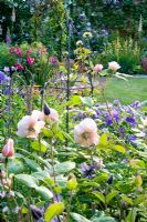 Roses and Linaria purpurea in border with metal clematis support - evening lighting