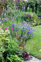 Border in small garden with Geranium 'Johnsons Blue', Heuchera, Gladiolus byzantina and Clematis