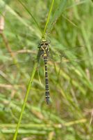 Cordulegaster boltonii - Golden-ringed dragonfly
