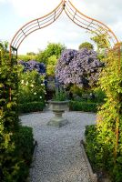 Ceanothus arboreus 'Trewithen Blue' surrounds steps up into walled kitchen garden - Old Rectory, Kingston, Isle of Wight, Hants, UK