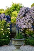 Ceanothus arboreus 'Trewithen Blue' surrounds steps up into walled kitchen garden - Old Rectory, Kingston, Isle of Wight, Hants, UK