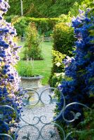 View through metal gate to Ceanothus arboreus 'Trewithen Blue' surrounding steps down from the walled kitchen garden, past a stone urn in the blue and yellow garden. Malus - Crab apple tree in lawn beyond - Old Rectory, Kingston, Isle of Wight, Hants, UK