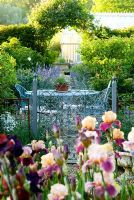 Bed of tall bearded Irises in front of decorative metal gate leading into patio behind, with wirework table and chairs. Beyond a path lined with Nepeta 'Six Hills Giant' leads into further parts of the garden - Old Rectory, Kingston, Isle of Wight, Hants, UK
