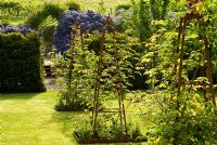 The crab apple lawn features Malus 'Golden Hornet' and Rosa 'The Generous Gardener' syn. 'Ausdrawn' growing up metal obelisks. Ceanothus arboreus 'Trewithen Blue' beyond. Old Rectory, Kingston, Isle of Wight, Hants, UK