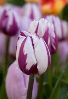 Tulipa 'Rems Favourite'