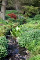 Woodland stream - RHS Garden Harlow Carr
