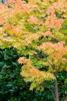 Acer palmatum 'Senkaki'
