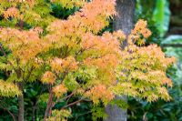 Acer palmatum 'Senkaki'
