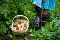 Girl wearing wellies digging up Potatoes with a garden fork. Potatoes in a wooden trug.