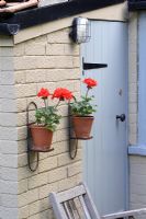 Pelargonium x zonale 'Grandeur Dark Velvet Red' flowering in terracotta pots on pot stands, against a painted brick wall in summer