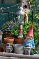 Garden gnomes next to clay pots, metal lanterns and a bird box. Exacum affine planted in pot