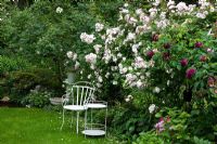 White metal chair and table next to Rosa 'Charles de Mills' (Rosa gallica) and 'Venusta Pendula' 