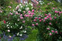 Flowering Roses, Rosa 'Bonica 2000', 'Heidesommer', 'Leonardo da Vinci' and Campanula poscharskyana