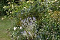 Summer border with Rosa 'Lovely Green', Caryopteris clandonensis 'White Surprise' and Hedera helix