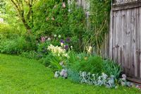 Perennial border and climbers next to wooden barn, Plants are Rosa 'Marguerite Hilling' and Allium karataviense,Iris, 