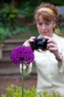 Lady in garden photographing Allium 'Purple Sensation'